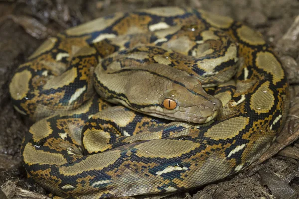 Baby Reticulated Python Python Reticulatus Bali Localidade Indonésia — Fotografia de Stock