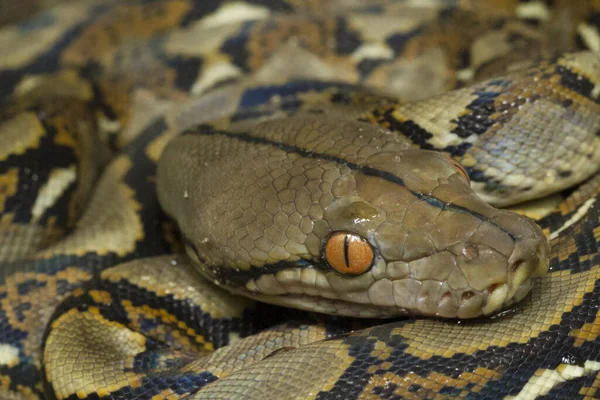 Baby Reticulated Python Python Reticulatus Бали Индонезии — стоковое фото