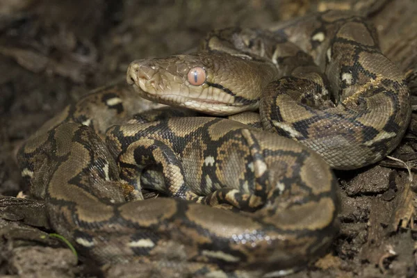 Baby Reticulated Python Python Reticulatus Bali Helység Indonéziában — Stock Fotó