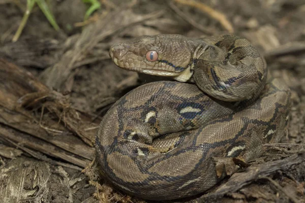 Baby Reticulated Python Python Reticulatus Bali Locality Indonesia — Stock Photo, Image