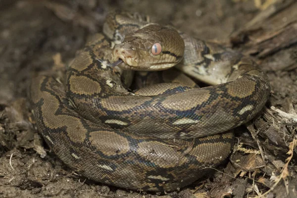 Baby Reticulated Python Python Reticulatus Bali Lokalita Indonésii — Stock fotografie