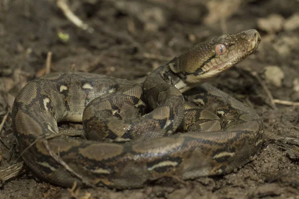 Baby Reticulated Python Python Reticulatus Bali Helység Indonéziában — Stock Fotó