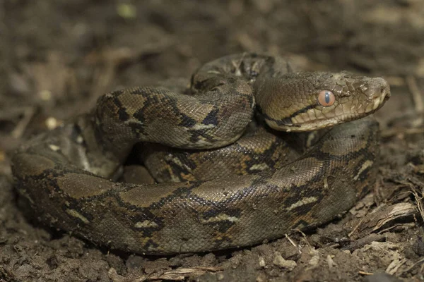 Baby Reticulated Python Python Reticulatus Бали Индонезии — стоковое фото