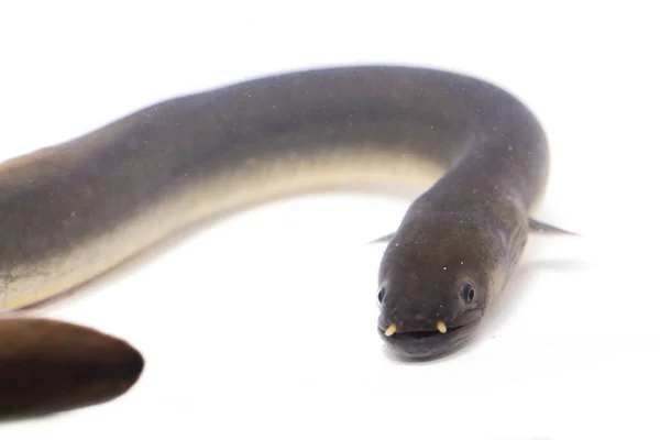 뱀장어의 배경에 고립된 앙겔라 — 스톡 사진
