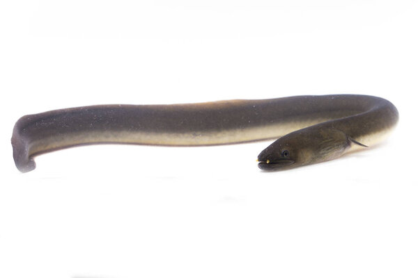 Close Up of Shortfin eel ,Anguilla bicolor isolated on white background