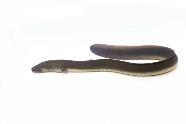 在短鳍鳗鱼的特写镜头下 安圭拉的双色生物被白色背景隔离 — 图库照片