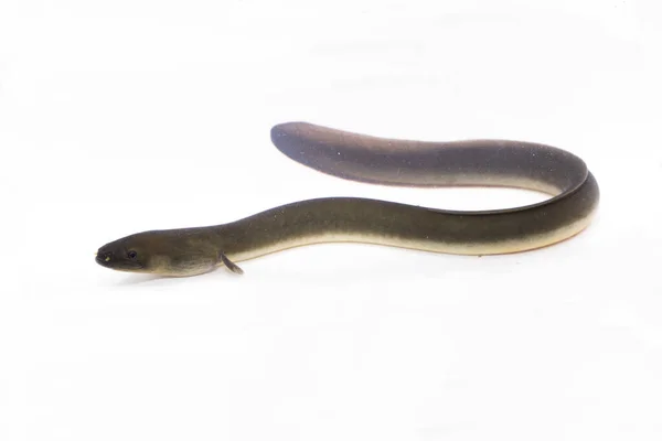 Close Shortfin Eel Anguilla Bicolor Isolated White Background — Stock Photo, Image