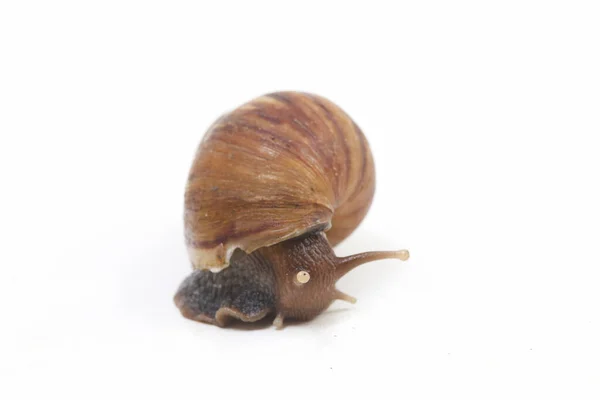 Caracol Terrestre Africano Gigante Achatina Fulica Isolado Sobre Fundo Branco — Fotografia de Stock