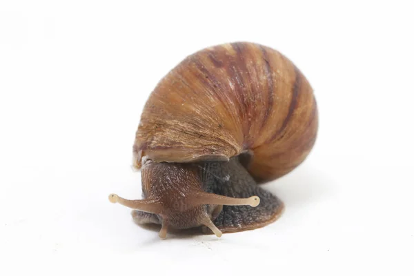 Caracol Terrestre Africano Gigante Achatina Fulica Isolado Sobre Fundo Branco — Fotografia de Stock