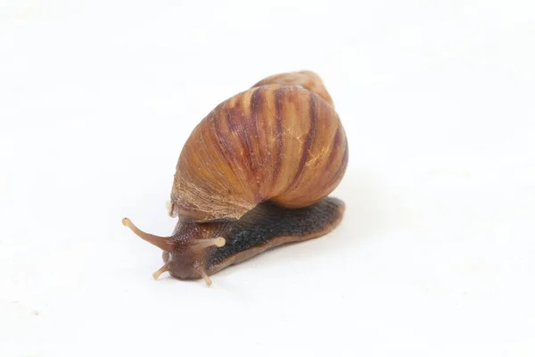 Caracol Terrestre Africano Gigante Achatina Fulica Isolado Sobre Fundo Branco — Fotografia de Stock