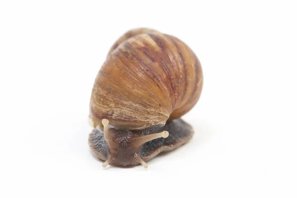 Caracol Terrestre Africano Gigante Achatina Fulica Isolado Sobre Fundo Branco — Fotografia de Stock