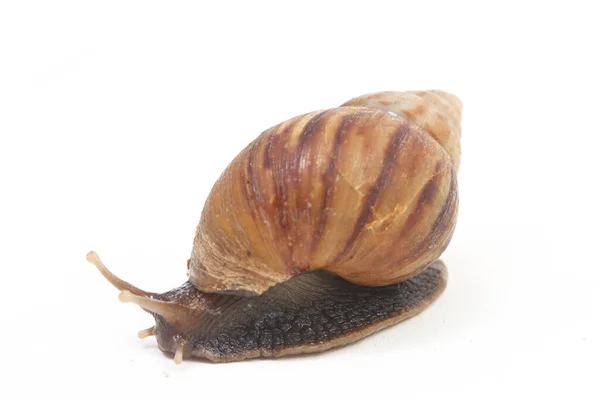 Caracol Terrestre Africano Gigante Achatina Fulica Isolado Sobre Fundo Branco — Fotografia de Stock