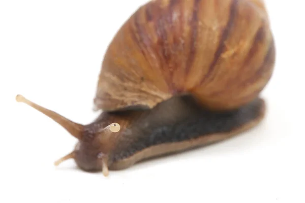 Caracol Terrestre Africano Gigante Achatina Fulica Isolado Sobre Fundo Branco — Fotografia de Stock