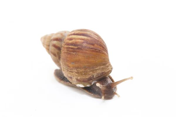 Caracol Terrestre Africano Gigante Achatina Fulica Isolado Sobre Fundo Branco — Fotografia de Stock