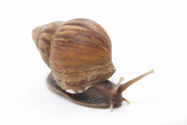 大型非洲陆栖蜗牛 Achatina Fulica 在白色背景下被隔离 — 图库照片