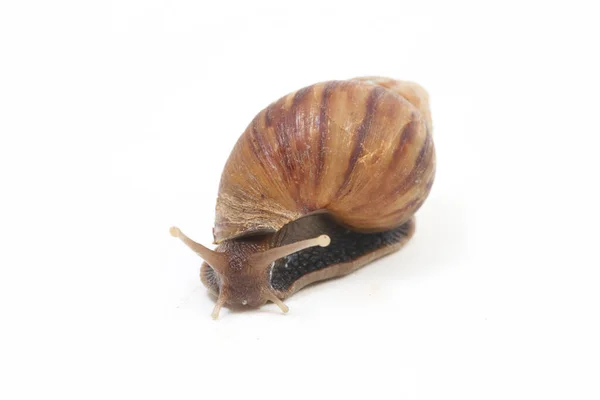 Caracol Terrestre Africano Gigante Achatina Fulica Isolado Sobre Fundo Branco — Fotografia de Stock