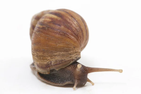 Caracol Terrestre Africano Gigante Achatina Fulica Isolado Sobre Fundo Branco — Fotografia de Stock