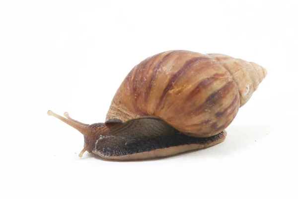 Caracol Terrestre Africano Gigante Achatina Fulica Isolado Sobre Fundo Branco — Fotografia de Stock