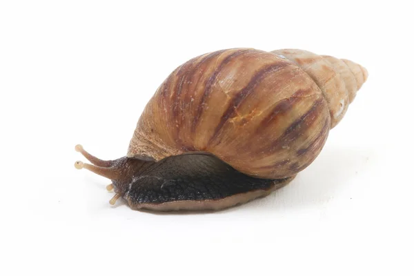 Caracol Terrestre Africano Gigante Achatina Fulica Isolado Sobre Fundo Branco — Fotografia de Stock