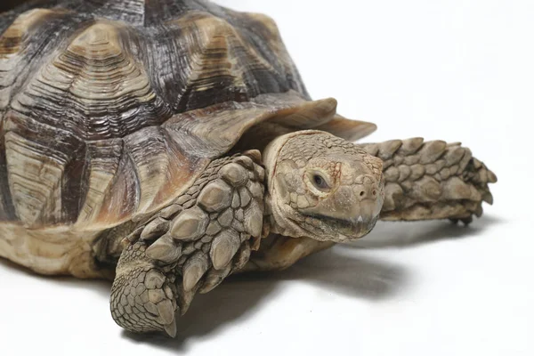 African Spurred Tortoise Also Know African Spur Thigh Tortoise Geochelone — Stock Photo, Image