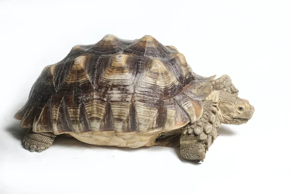 Afrikanische Spornschildkröte Auch Als Afrikanische Spornschildkröte Bekannt Geochelone Sulcata Isoliert — Stockfoto