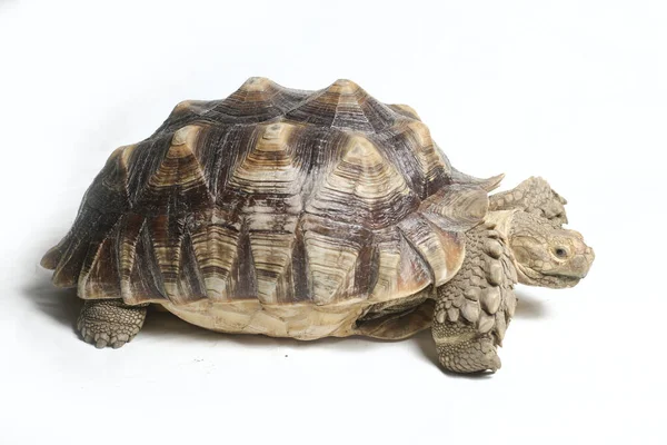 Afrikaanse Sponsachtige Schildpad Ook Wel Bekend Als Afrikaanse Sponsachtige Dijschildpad — Stockfoto