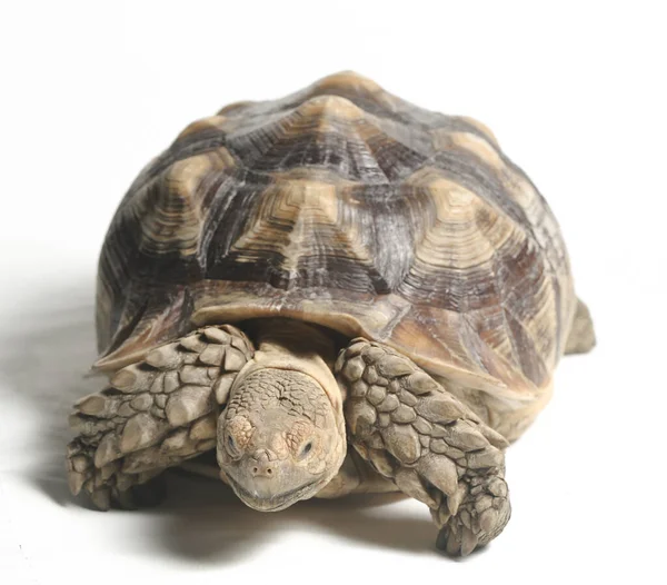 Αφρικανική Spurred Tortoise Γνωστή Και African Spur Thigh Tortoise Geochelone — Φωτογραφία Αρχείου