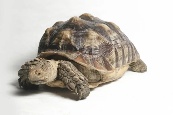 Afrikaanse Sponsachtige Schildpad Ook Wel Bekend Als Afrikaanse Sponsachtige Dijschildpad — Stockfoto