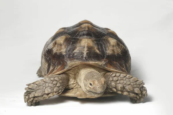 Αφρικανική Spurred Tortoise Γνωστή Και African Spur Thigh Tortoise Geochelone — Φωτογραφία Αρχείου