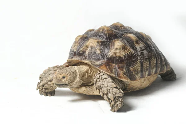 Αφρικανική Spurred Tortoise Γνωστή Και African Spur Thigh Tortoise Geochelone — Φωτογραφία Αρχείου