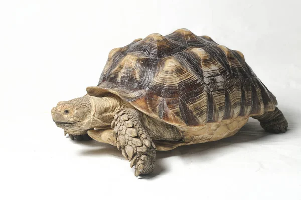 Afrikaanse Sponsachtige Schildpad Ook Wel Bekend Als Afrikaanse Sponsachtige Dijschildpad — Stockfoto