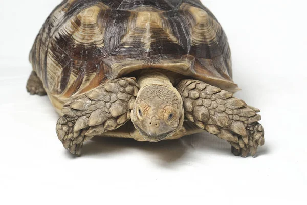 Afrikaanse Sponsachtige Schildpad Ook Wel Bekend Als Afrikaanse Sponsachtige Dijschildpad — Stockfoto