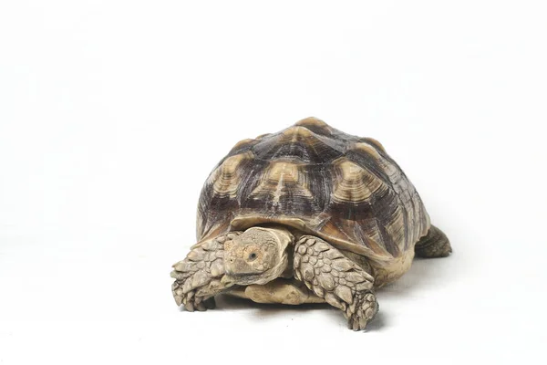 Afrikaanse Sponsachtige Schildpad Ook Wel Bekend Als Afrikaanse Sponsachtige Dijschildpad — Stockfoto