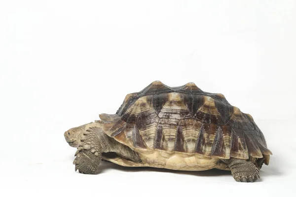 Afrika Mahmuzlu Kaplumbağası Afrika Mahmuz Bacak Kaplumbağası Olarak Bilinir — Stok fotoğraf