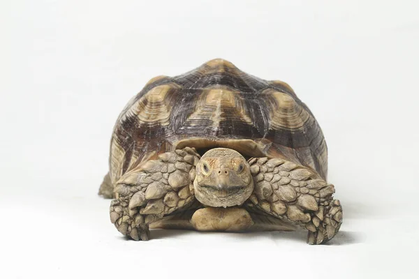 African Spurred Tortoise Also Know African Spur Thigh Tortoise Geochelone — Stock Photo, Image