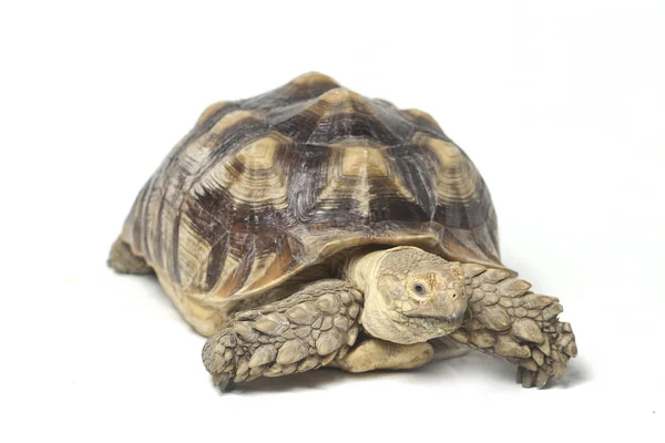 非洲斑纹龟也被称为非洲斑纹龟 African Spur Thigh Tortoise 在白色背景下被分离出来 — 图库照片