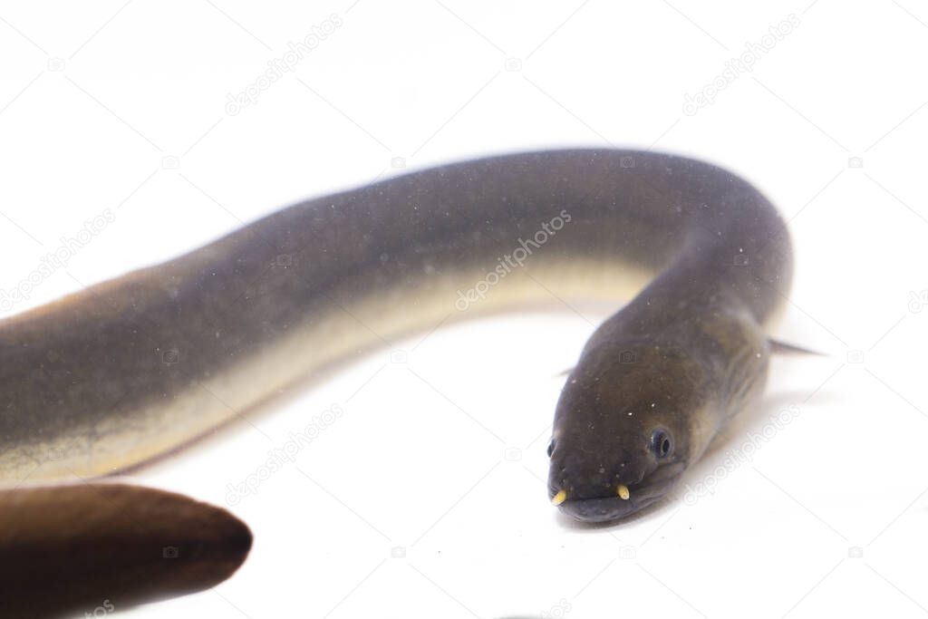 eels #hashtag