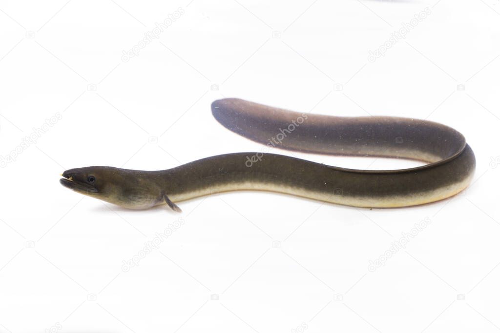 Close Up of Shortfin eel ,Anguilla bicolor isolated on white background