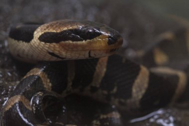 Yaygın Kabarık Yüzlü Su Yılanı (Homalopsis buccat), bantlı su yılanı veya siyah arka planda izole edilmiş kabarık yüzlü su yılanı.