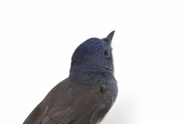 Azul Pálido Blue Flycatcher Cyornis Unicolor Isolado Fundo Branco — Fotografia de Stock