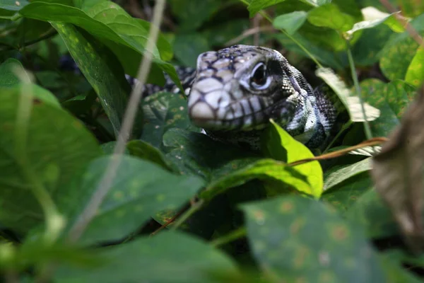 Tegu Argentin Noir Blanc Tupinambis Merianae — Photo