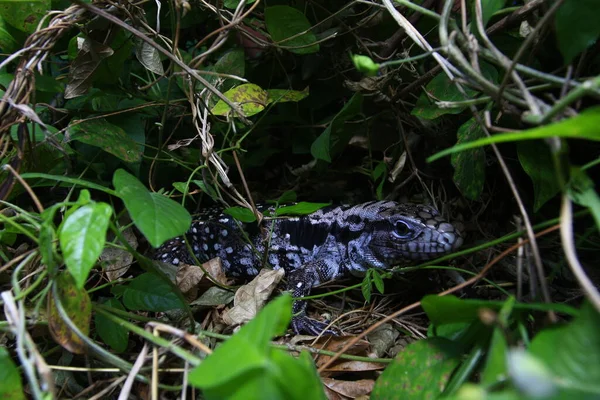 Tegu Argentin Noir Blanc Tupinambis Merianae — Photo