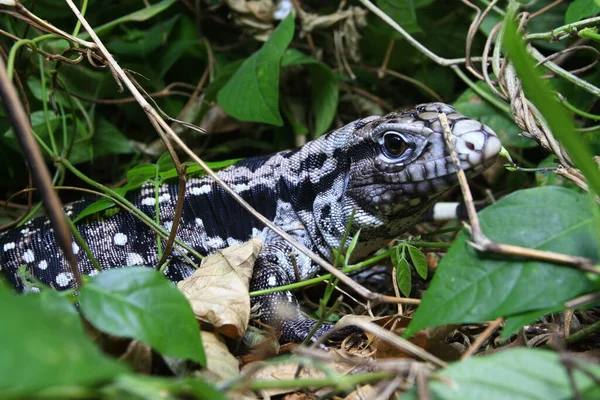 Tegu Argentin Noir Blanc Tupinambis Merianae — Photo