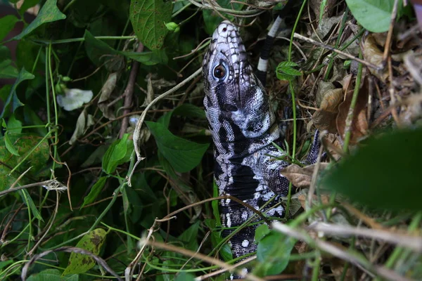 Tegu Argentin Noir Blanc Tupinambis Merianae — Photo