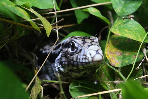 Tegu Argentin Noir Blanc Tupinambis Merianae — Photo