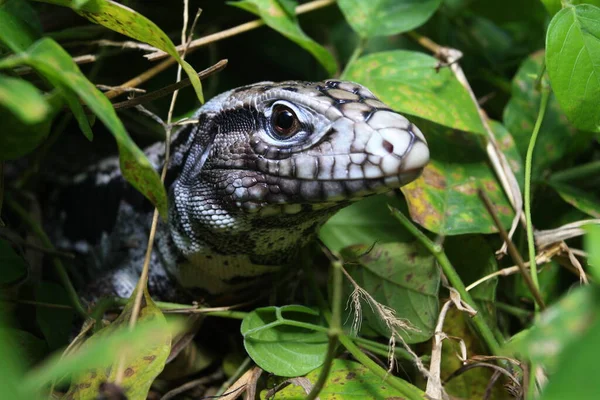 Tegu Argentin Noir Blanc Tupinambis Merianae — Photo