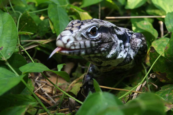 Tegu Argentin Noir Blanc Tupinambis Merianae — Photo