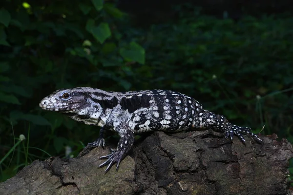 Tegu Argentin Noir Blanc Tupinambis Merianae — Photo