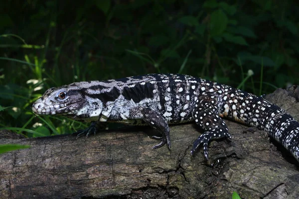 Tegu Negro Blanco Argentino Tupinambis Merianae —  Fotos de Stock