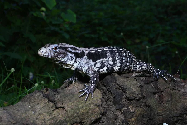 Tegu Argentin Noir Blanc Tupinambis Merianae — Photo